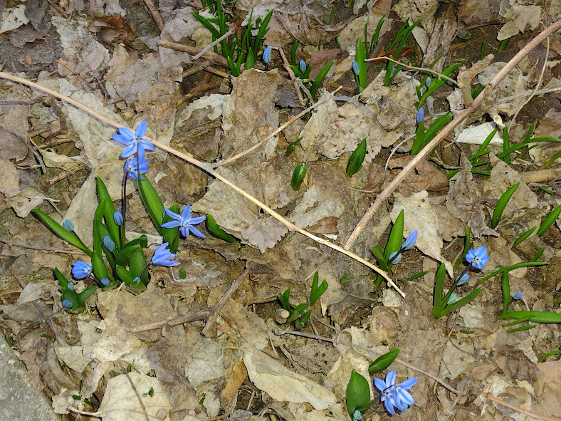 Scilla leaves and pointy blue flowers coming up through a thick mat of dead leaves and sticks.
